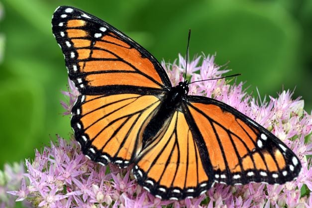 Monarch Butterfly (low res)