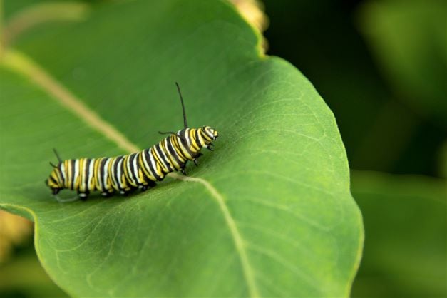 Monarch Caterpillar (low res)